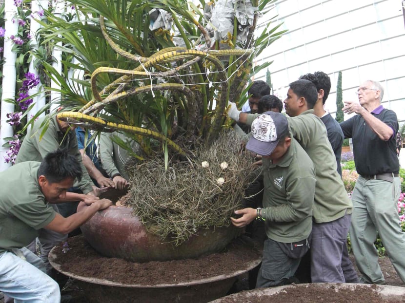 World’s largest orchid to be showcased at Singapore Garden Festival