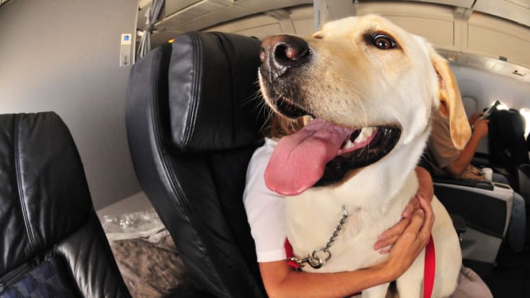 Commentary: Blanket bans on emotional support animals may not be the right move