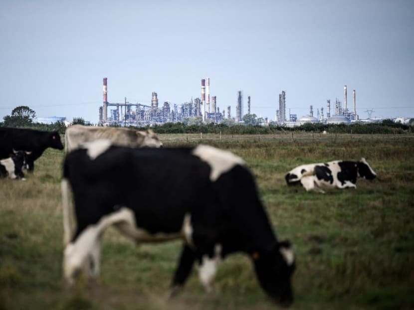 20230825 afp cows