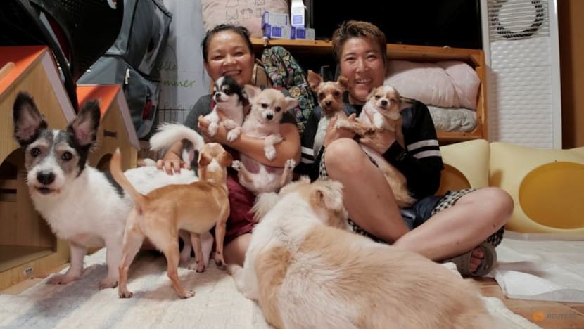South Korea to grant legal status to animals to tackle abuse, abandonment South Korea to grant legal status to animals to tackle abuse, abandonment