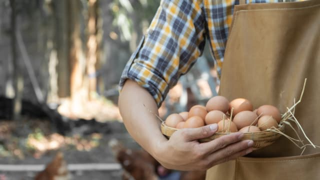 马国当局决定继续鸡农补贴措施 并保留价格管控