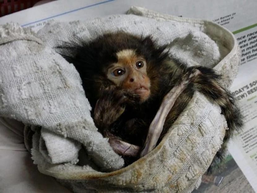 This female marmoset was found to be suffering from severe metabolic bone disease and had to be humanely euthanised. ACRES is appealing for information and is offering a $10,000 reward leading to the successful prosecution of the individual who had illegally kept this marmoset as a pet. Photo: ACRES' Facebook page