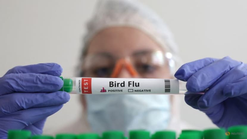 Brazil investigates suspected bird flu case in human