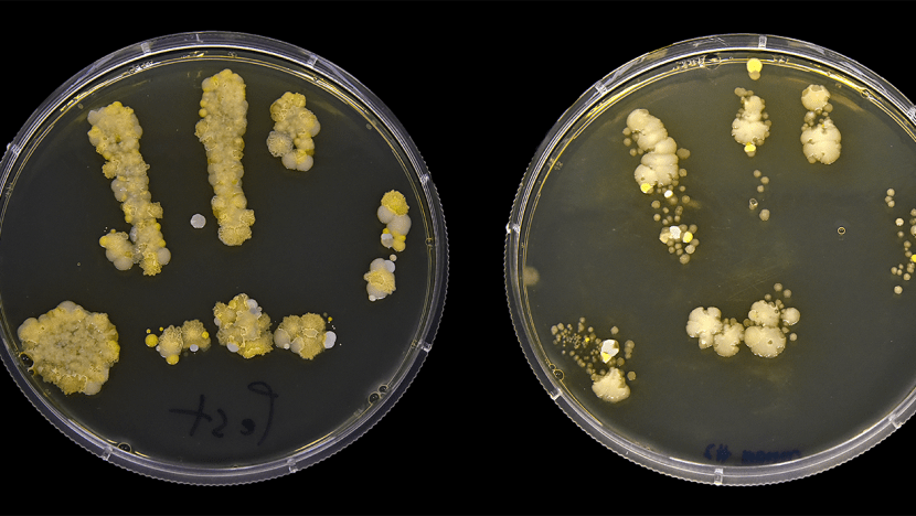 What causes left-handedness? - The Petri Dish