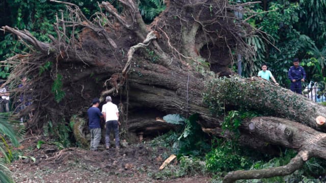 【马西岭大树压死人】当局：本地树倒事件过去20年减少近90%