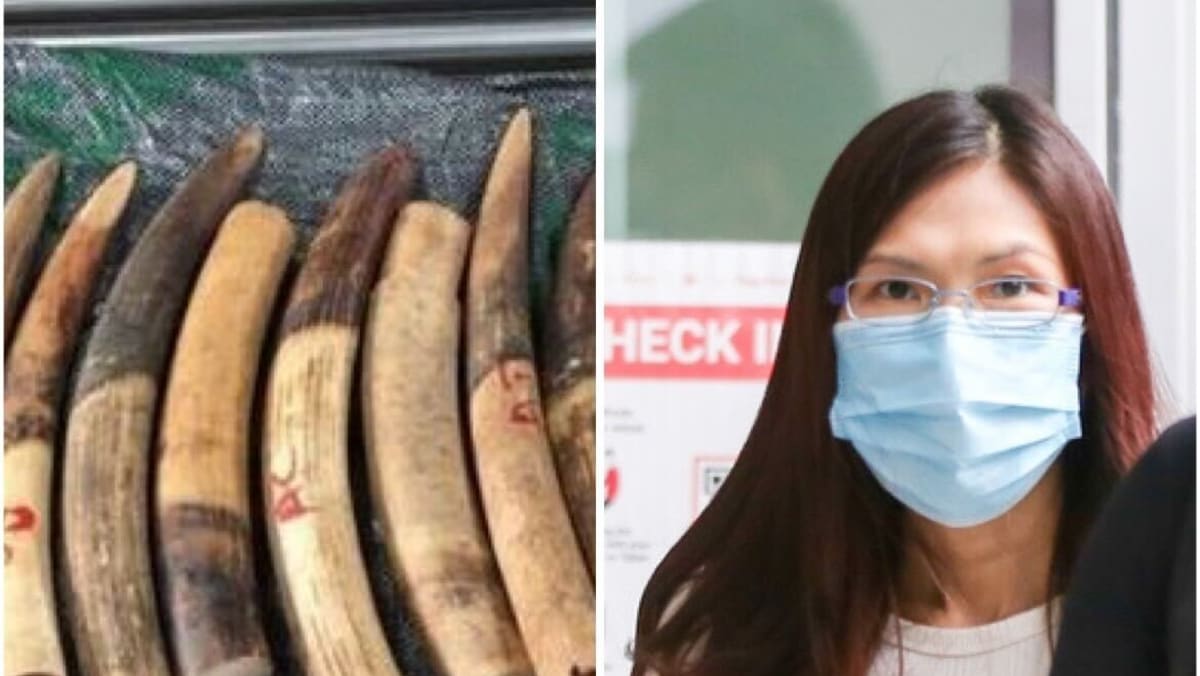Trading firm director convicted of illegally importing 1,787 elephant
