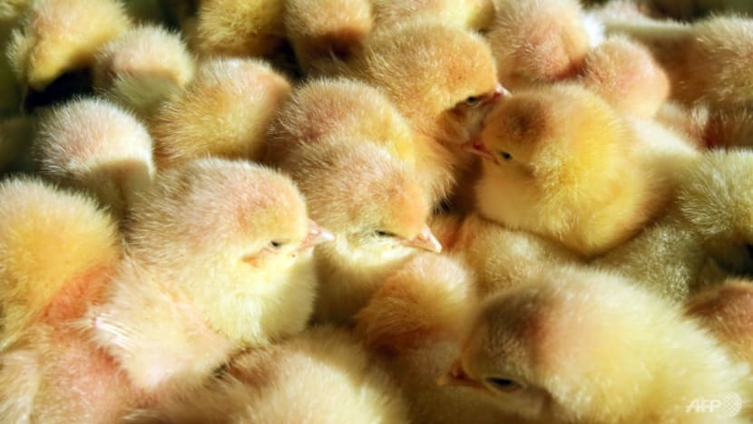 France fails to end culling of male chicks France fails to end culling of male chicks