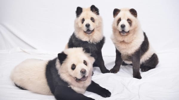 Dyeing Chow Chows To Look Like Pandas Cute Or Cruel Today Dyeing Chow Chows To Look Like Pandas Cute Or Cruel Today