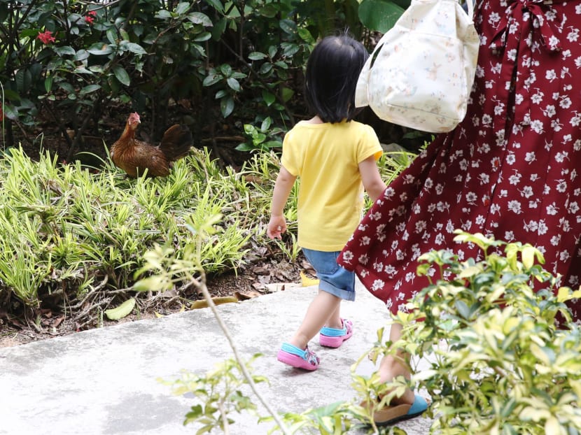 A mother and child spotted the hen and chicks at the greenery area beside Block 452 Sin Ming Avenue on 1 February 2017. Photo: Koh Mui Fong /TODAY