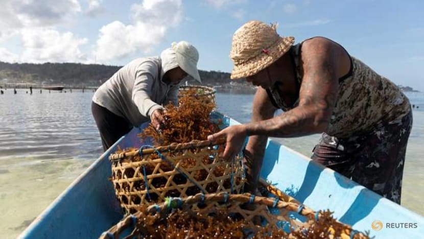 With foreign tourists gone, Balinese rediscover seaweed farming