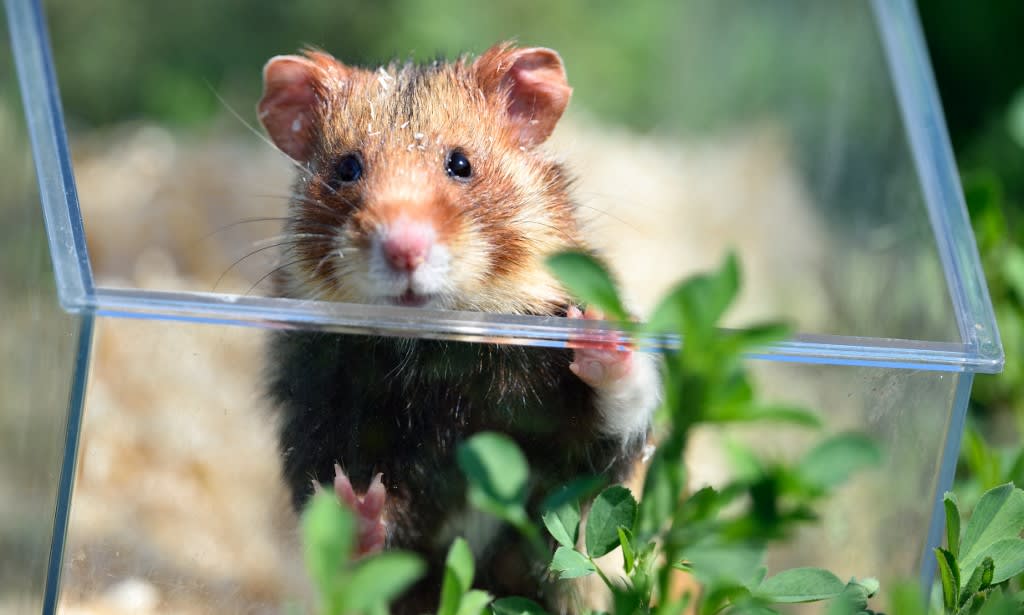 Hong Kong orders hamster cull after Covid-19 hits pets Hong Kong orders hamster cull after Covid-19 hits pets