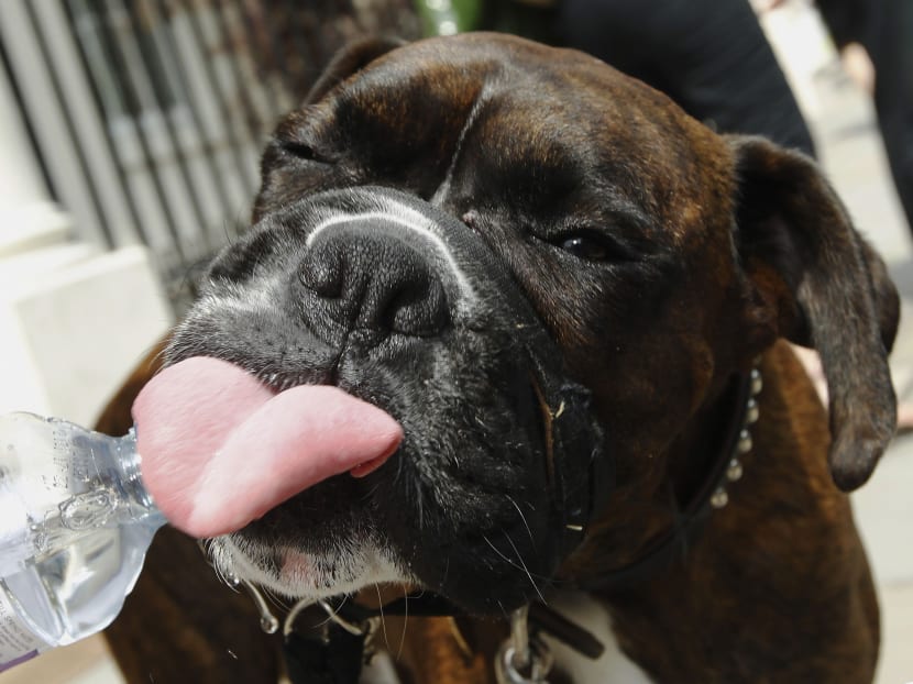 Cooper, a Boxer dog, drinks water from a bottle to cool down in the hot weather in London, in this file picture taken May 29, 2012. Photo: Reuters