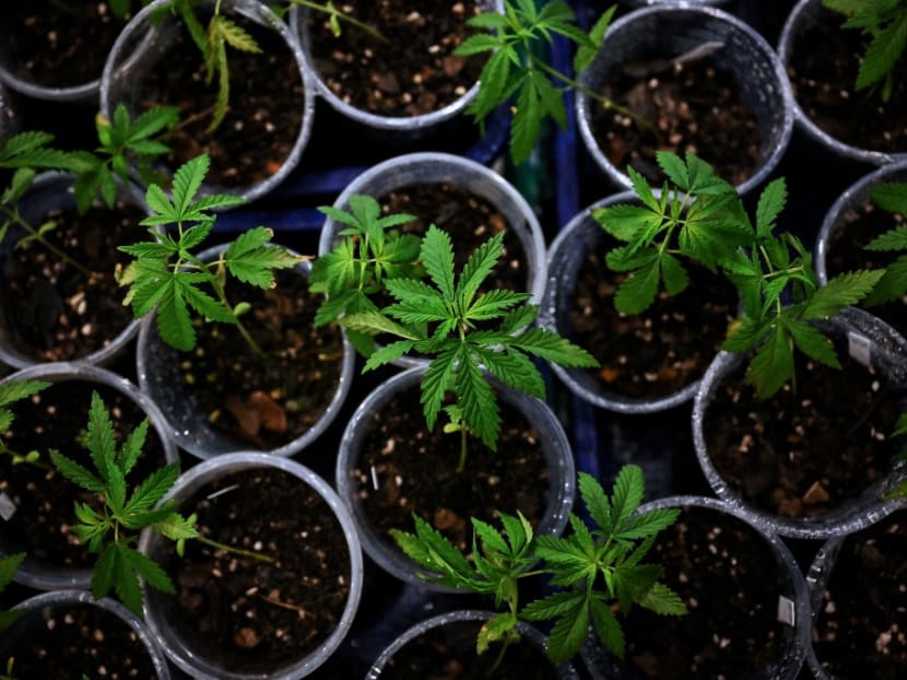 The bill, which still needs to go through Parliament, would allow adults to possess up to 25g of cannabis and grow up to three plants for personal use.  