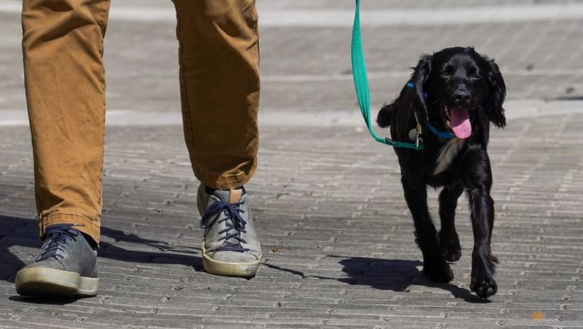 Cash-strapped Britons give up pets as living costs soar Cash-strapped Britons give up pets as living costs soar