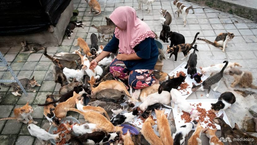 Indonesian woman converts home into shelter for more than 300 stray and abandoned cats Indonesian woman converts home into shelter for more than 300 stray and abandoned cats
