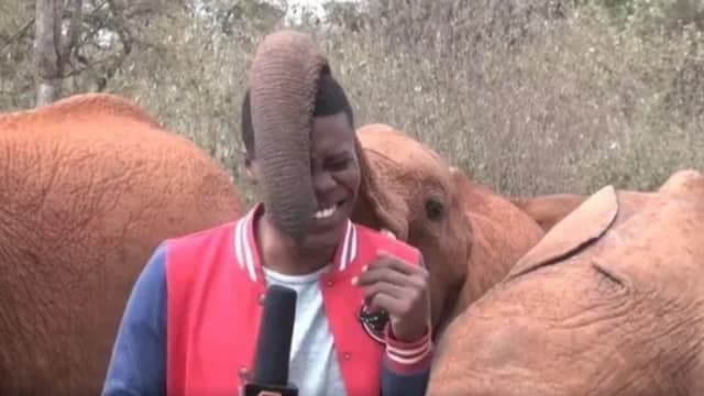 遭调皮小象伸鼻塞嘴 肯尼亚记者笑到录不下去