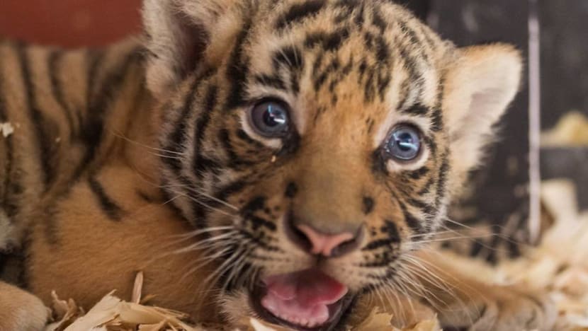 First successful birth of critically endangered Malayan tiger cubs at Wildlife Reserves Singapore in 23 years