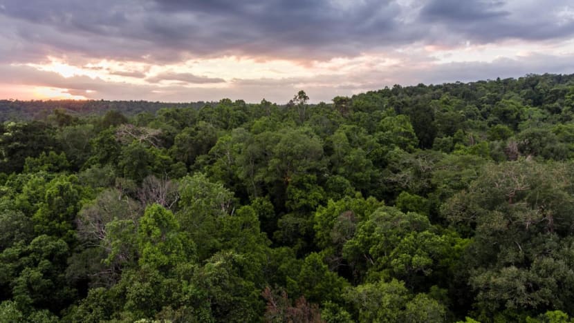 Google will provide US$1 million to Singapore's Mandai Nature to tackle climate crisis Google will provide US$1 million to Singapore's Mandai Nature to tackle climate crisis