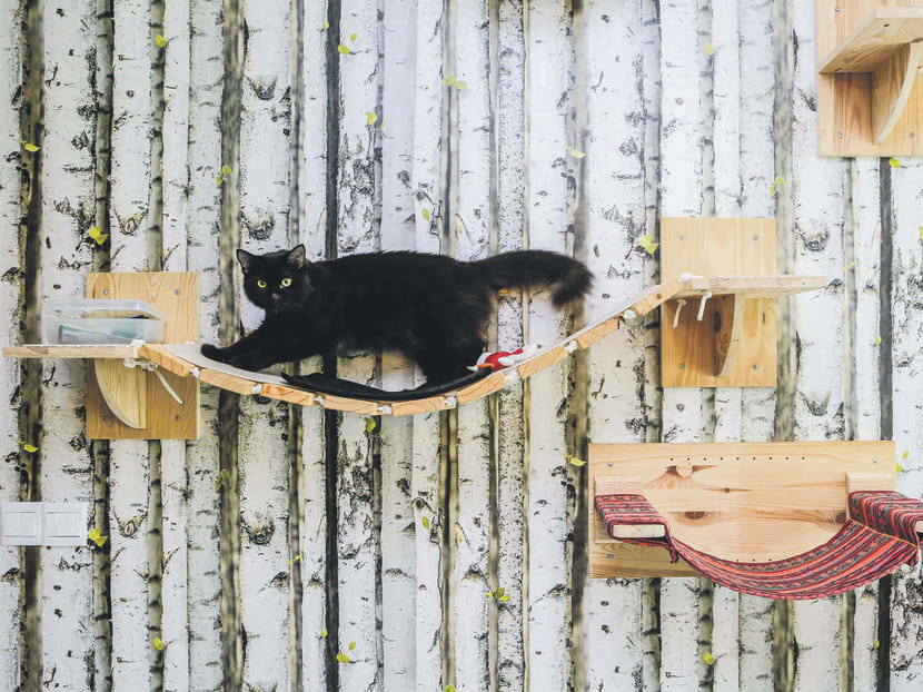 Gallery: Feline fancy: How one home turned into cat playground