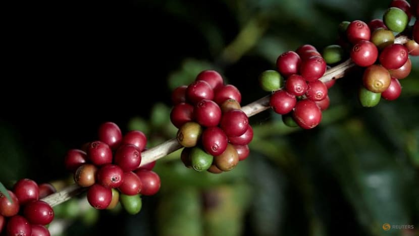 Coffee research group progresses on naturally decaffeinated varieties