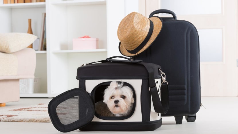 istock pet in carrier humonia