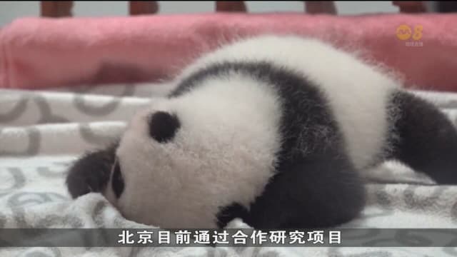 对于中国熊猫外交 尽管出现反对声浪亦有公众表示支持