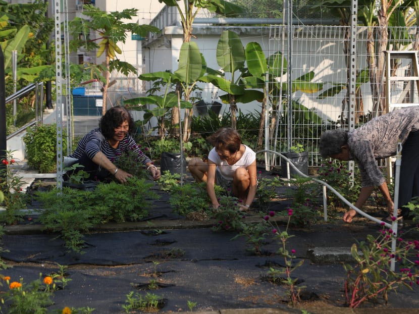 Plants and good vibes take root in community gardens