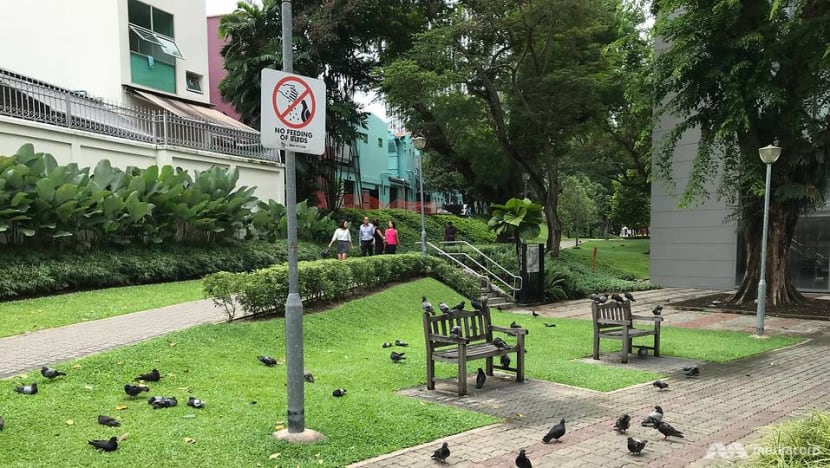 pigeons at duxton plain park