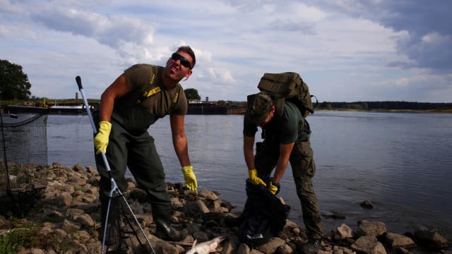 疑似河流受化学污染 欧洲奥德河鱼群集体死亡