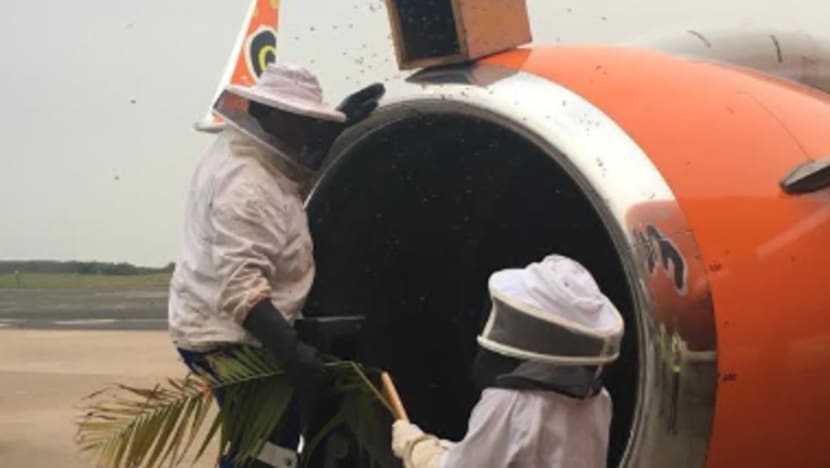 Lebah dalam enjin pesawat sebabkan penerbangan ditunda