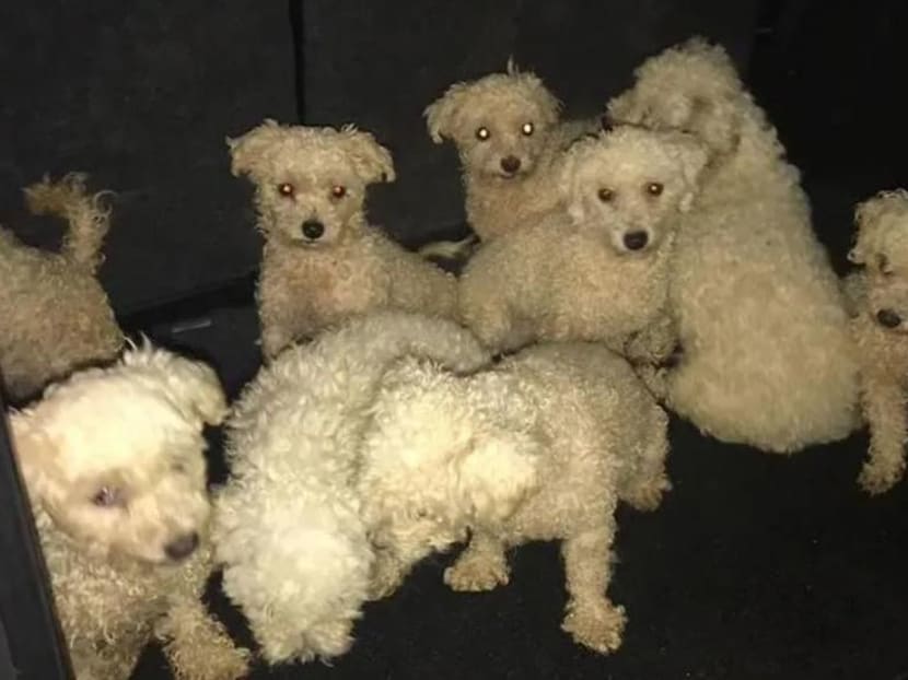 Leow Suat Hong, 49, pleaded guilty midway through a trial to 17 charges, mostly of keeping Bichon-Maltese cross dogs without a licence. Leow Suat Hong, 49, pleaded guilty midway through a trial to 17 charges, mostly of keeping Bichon-Maltese cross dogs without a licence.