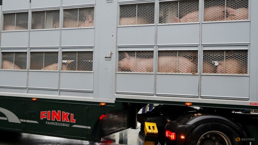 South Korea resumes German pork imports after swine fever suspension-German ministry