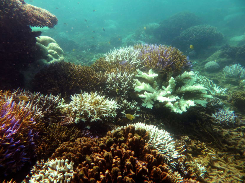 A section of coral reef in the waters off New Caledonia. Photo: AFP