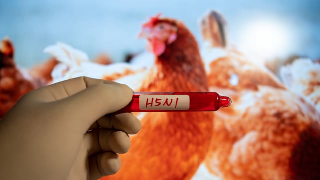 H5N1禽流感不断向新物种传播 我国会否受影响？