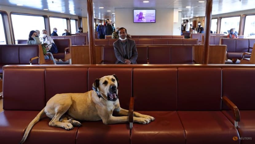 Wandering dog is Istanbul commuters' best friend Wandering dog is Istanbul commuters' best friend