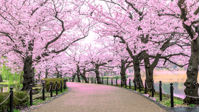 日本樱花预计3月开花 比往年早