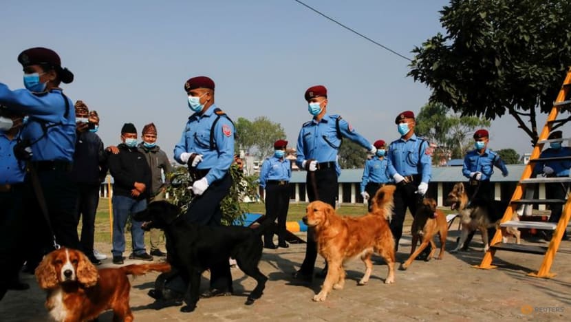 Baths, garlands for man's best friend at Nepal's canine festival Baths, garlands for man's best friend at Nepal's canine festival