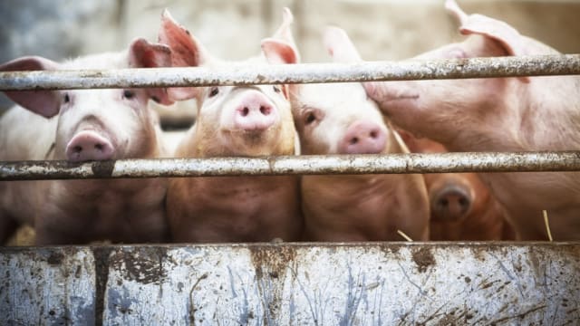香港元朗一养猪场查出非洲猪瘟病毒