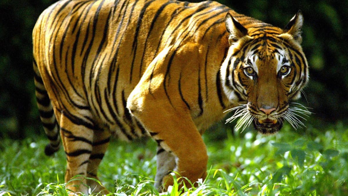 Malaysia trapping tigers after three people killed Malaysia trapping tigers after three people killed