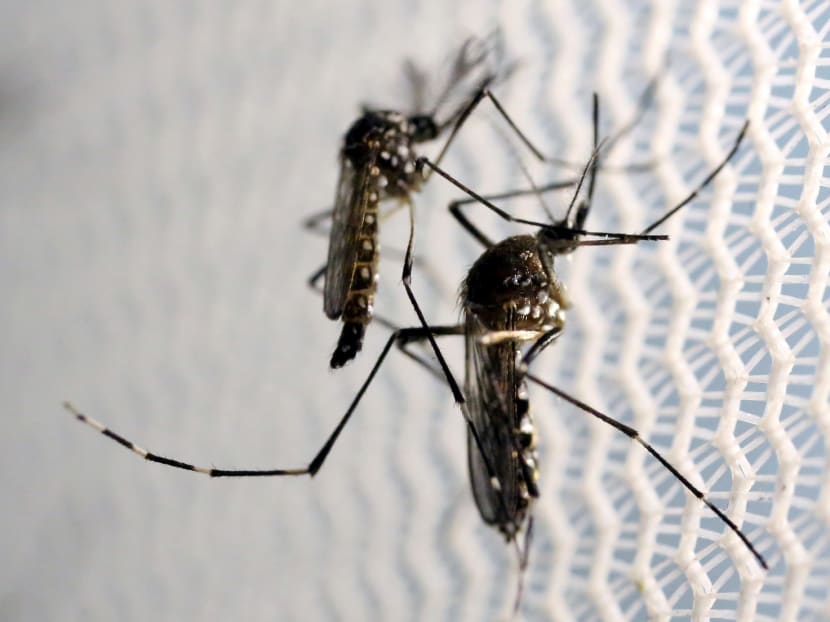 Aedes aegypti mosquitoes. Reuters file photo