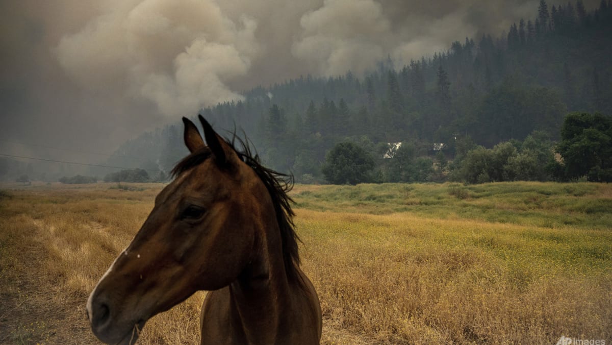 Panas dan angin mengancam akan memicu kebakaran hutan di Amerika bagian barat