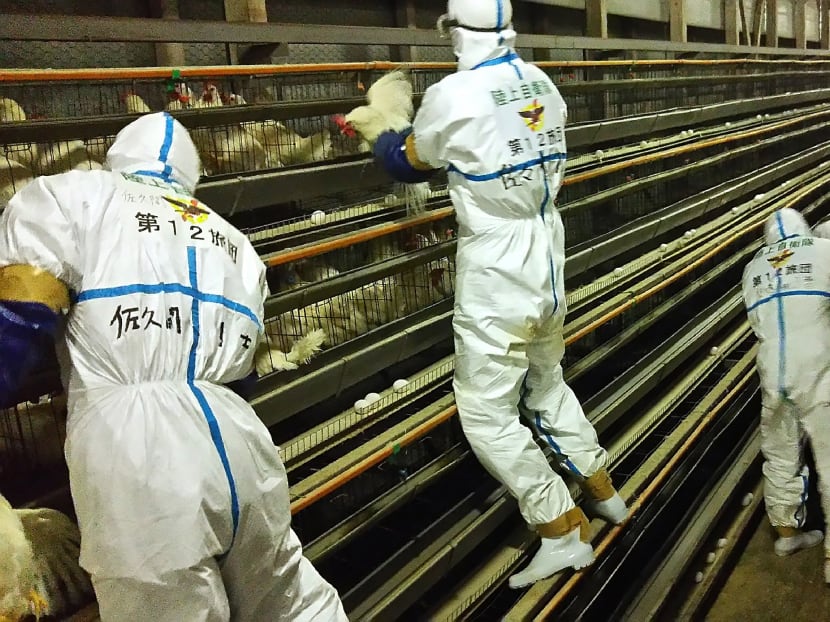 Soldiers of the Ground Self-Defence Force remove chickens from cages at a chicken farm in Sekikawa, Niigata prefecture, on Dec 1, 2016.  Photo: Ground Self-Defence Force via AFP