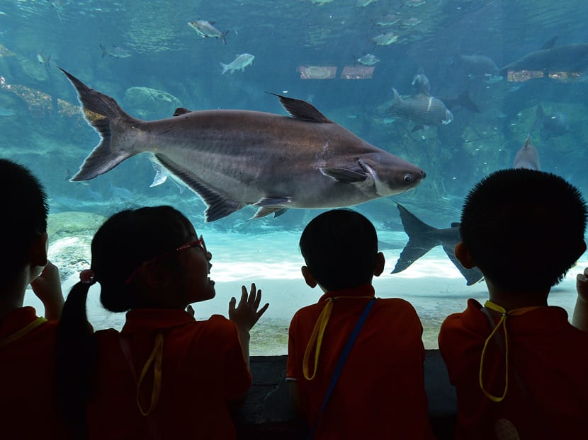 Pre-schoolers observing fresh water river fishes during an excursion at River Safari under the Wow Wild Learn programme, a collaboration between Committee to Promote Chinese Language Learning and Wildlife Reserves Singapore, on May 18, 2017. Photo: Robin Choo/TODAY
