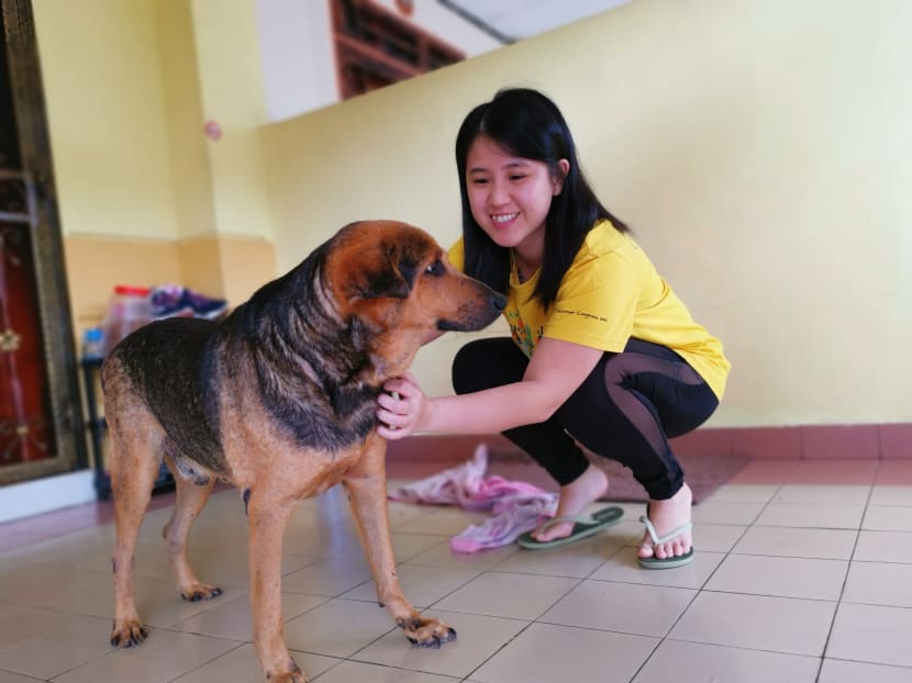 The author with the family dog at her parents' home in Johor. She says she does not suffer from any cabin fever nor have an urge to go out. The author with the family dog at her parents' home in Johor. She says she does not suffer from any cabin fever nor have an urge to go out.