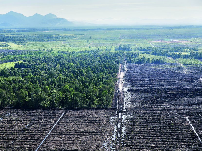 Recently cleared peatland forest and new drainage canals in an oil palm concession owned by PT Ladang Sawit Mas. The company claimed to have suspended all forest clearance early

this year, but Greenpeace investigations reveal large-scale development from December last year. Photo: Greenpeace