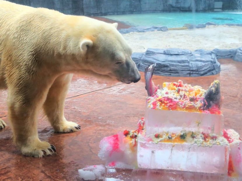 Video: Polar bear Inuka celebrates 24th birthday at Singapore Zoo 