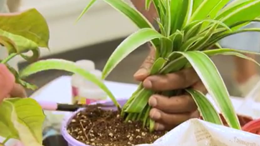 Inisiatif FamilyTrees dilancar; keluarga boleh tanam pokok untuk raikan kelahiran anak Inisiatif FamilyTrees dilancar; keluarga boleh tanam pokok untuk raikan kelahiran anak