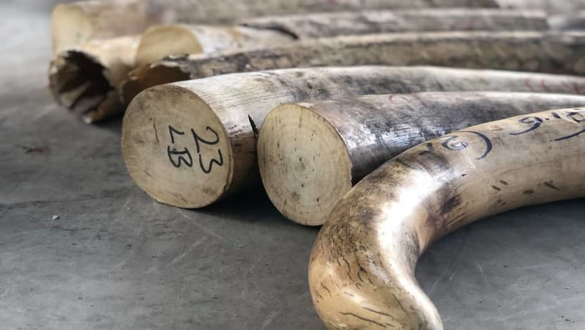 Ivory worth S$18 million to be crushed; new centre to bolster Singapore’s fight against illegal wildlife trade Ivory worth S$18 million to be crushed; new centre to bolster Singapore’s fight against illegal wildlife trade
