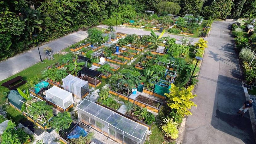 NParks to release 360 new allotment gardening plots, applications open on Sep 24