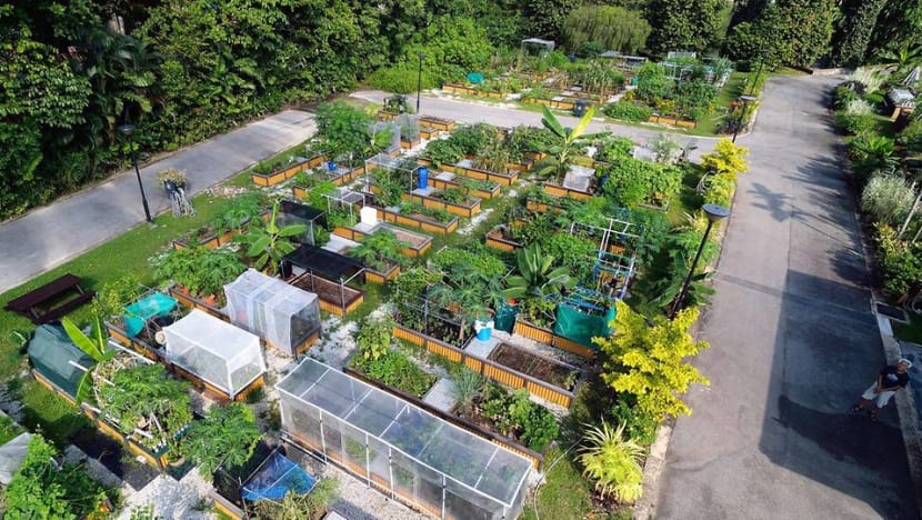 NParks to release 360 new allotment gardening plots, applications open on Sep 24 NParks to release 360 new allotment gardening plots, applications open on Sep 24